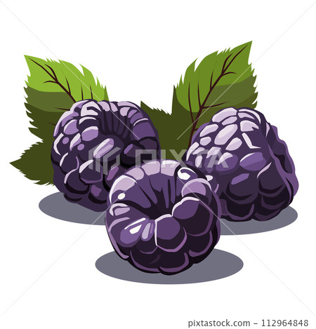 Handful of blue blackberries on white background. Isolated vector summer berries in flat style Handful of blue blackberries on white background. Isolated vector summer berries in flat style 112964848
