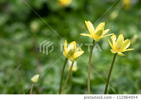 Vivid vitamin-colored Himeryu kinkata that blooms in early spring 112964954