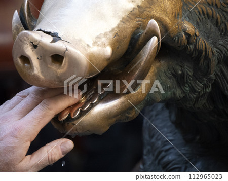 Detail of Hand touching good luck copper pig statue in Florence rite of fortune you have to rub a coin on the nose of wild boar and then drop it into the manhole cover of the porcellino fountain Detail of Hand touching good luck copper pig statue in Florence rite of fortune you have to rub a coin on the nose of wild boar and then drop it into the manhole cover of the porcellino fountain 112965023
