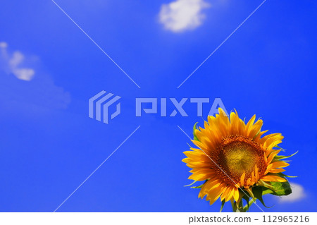 Sunflowers blooming towards the blue sky Sunflowers blooming towards the blue sky 112965216