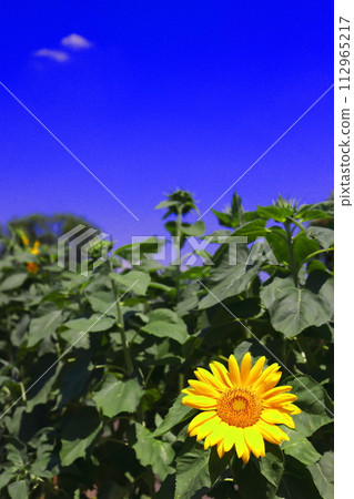 Sunflowers blooming towards the blue sky 112965217