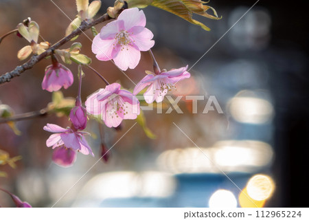 Kawazu cherry blossoms blooming in the park in early spring 112965224