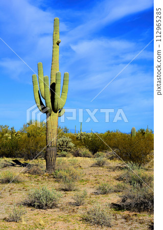 Old Saguaro Cactus Sonora desert Arizona 112965285