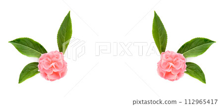 Balsam flowers isolated on white. Wide photo. Collage. Free space for text. Balsam flowers isolated on white. Wide photo. Collage. Free space for text. 112965417