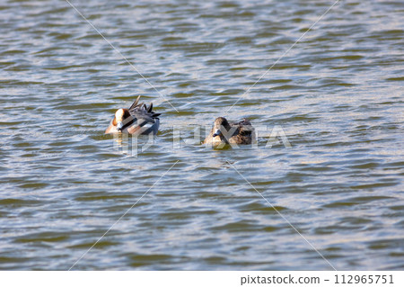 親水交配 112965751