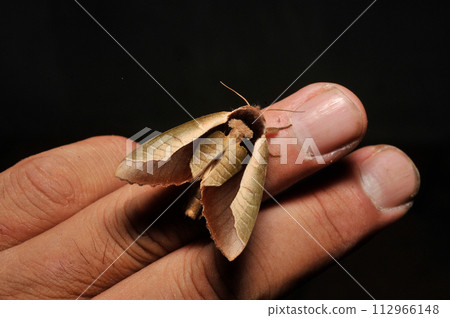 Murasaki Shachihoko 112966148