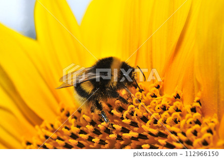 Briarwood Bumblebee Briarwood Bumblebee 112966150