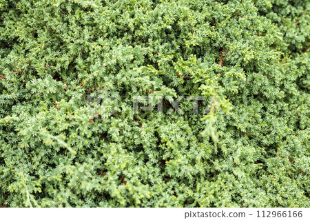 亮綠色的地被植物 亮綠色的地被植物 112966166