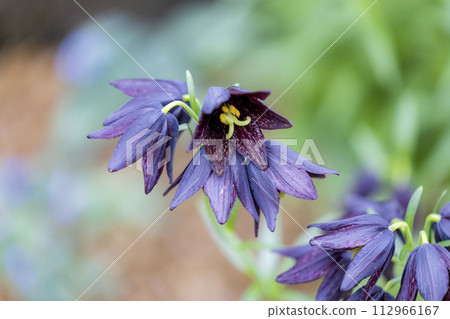 黑百合 黑花 黑百合 黑花 112966167