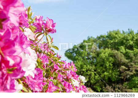 Landscape with azaleas in full bloom 112966269