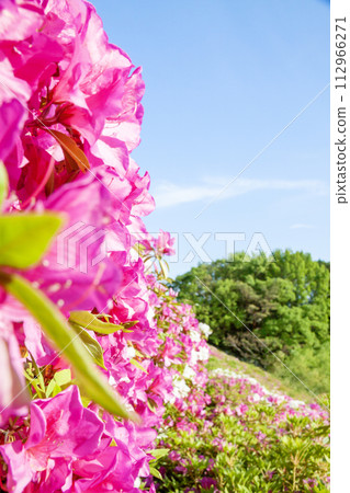 Landscape of azaleas in full bloom on the slope 112966271