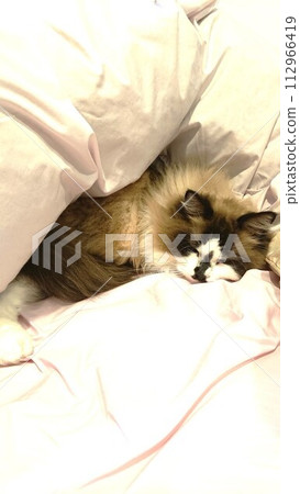 睡覺在蒲團的貓 睡覺在蒲團的貓 112966419