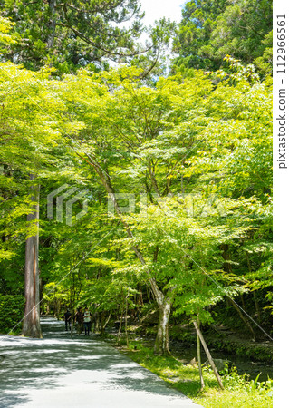 Oguni Shrine, Ichinomiya, Totomi Province, blue autumn leaves along the Miyagawa River 112966561