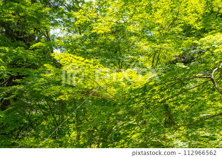 Oguni Shrine, Ichinomiya, Totomi Province, blue autumn leaves along the Miyagawa River 112966562