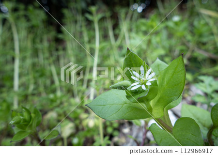 Zoom-up of small chickweed flowers Zoom-up of small chickweed flowers 112966917