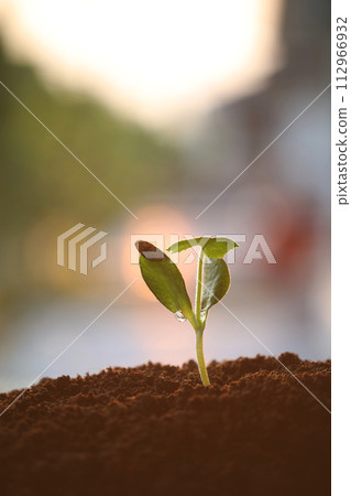 pumpkin sprout growing under sunlight macro close up small plant planting 112966932
