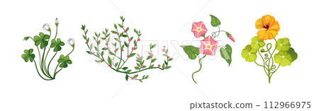 Meadow Fragrant Herb and Herbaceous Flowering Plant Vector Set Meadow Fragrant Herb and Herbaceous Flowering Plant Vector Set 112966975