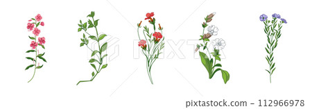 Meadow Fragrant Herb and Herbaceous Flowering Plant Vector Set Meadow Fragrant Herb and Herbaceous Flowering Plant Vector Set 112966978
