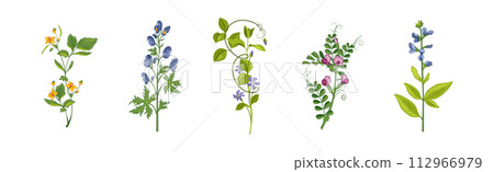 Meadow Fragrant Herb and Herbaceous Flowering Plant Vector Set Meadow Fragrant Herb and Herbaceous Flowering Plant Vector Set 112966979