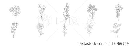 Meadow Plant and Flower on Stem Linear Vector Set 112966999