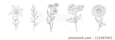Meadow Plant and Flower on Stem Linear Vector Set 112967001