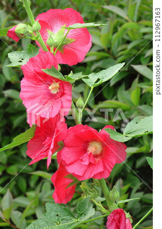 Noble and dignified flowers Noble and dignified flowers 112967163