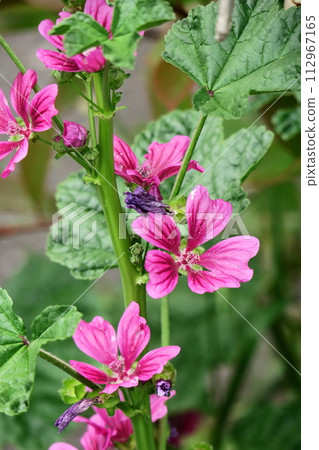 Noble and dignified flowers Noble and dignified flowers 112967165