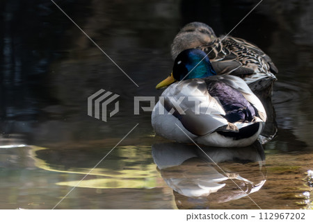 Couple of mallard ducks on the pond 112967202