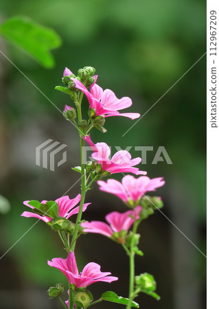 Noble and dignified flowers 112967209