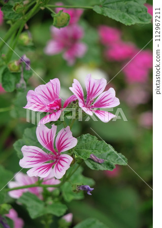 高貴端莊的花朵 112967211