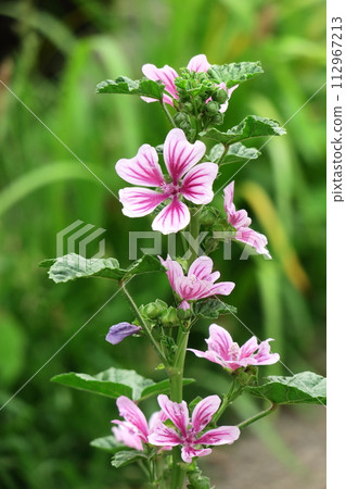 Noble and dignified flowers Noble and dignified flowers 112967213
