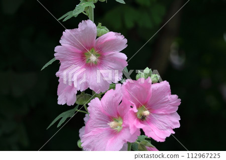 Noble and dignified flowers 112967225