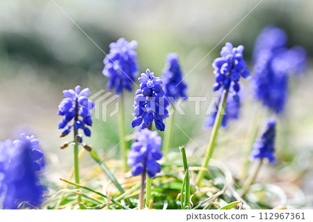 藍色穆斯卡里花 藍色穆斯卡里花 112967361