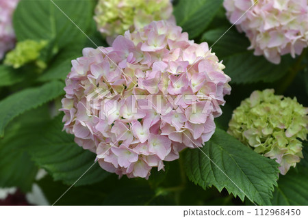 French hydrangea 112968450