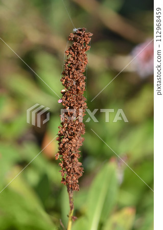 Fleece flower 112968459