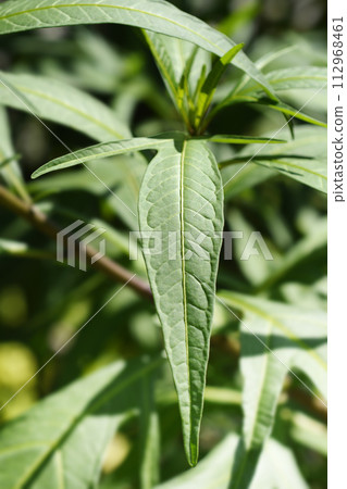 Kangaroo apple 112968461