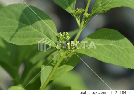 Beautyberry Leucocarpa Beautyberry Leucocarpa 112968464