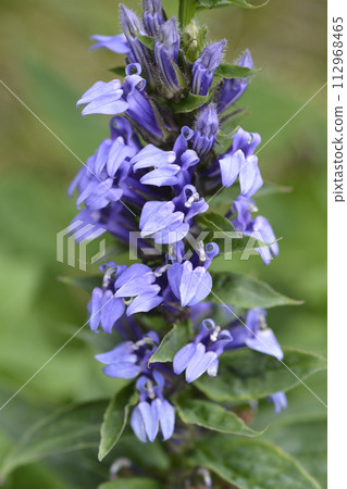 Great blue lobelia Great blue lobelia 112968465