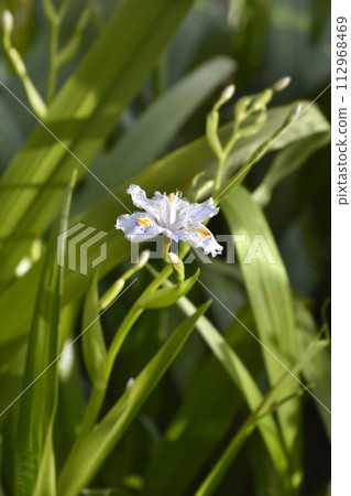 Fringed iris 112968469