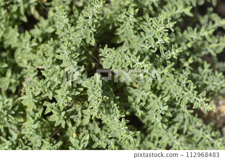 Visianis savory Visianis savory 112968483