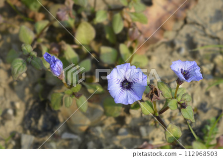 Prostrate bellflower 112968503