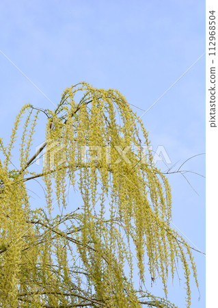 Golden Weeping Willow Golden Weeping Willow 112968504