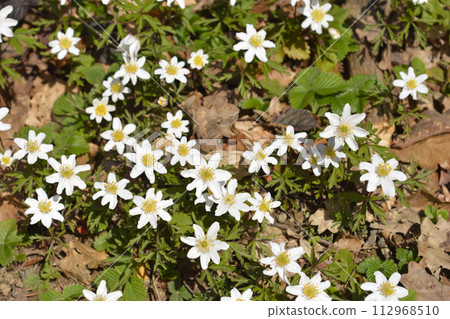 Wood anemone 112968510