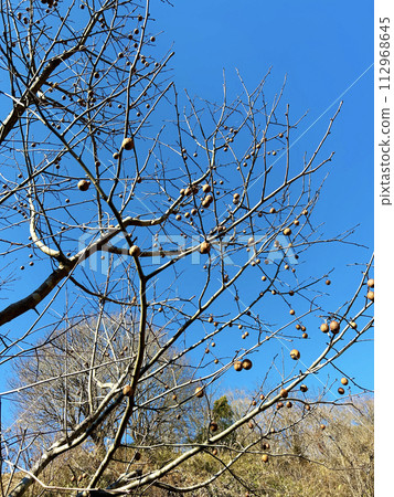 The fruit of the handkerchief tree shines against the blue sky The fruit of the handkerchief tree shines against the blue sky 112968645