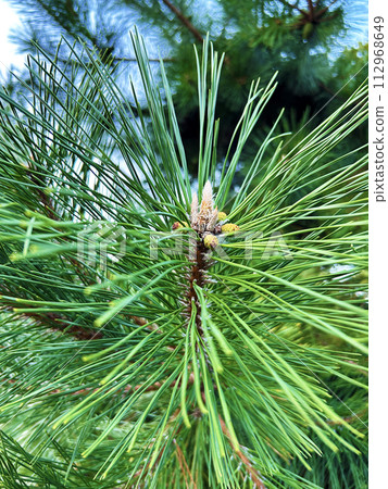 colorful pine tree colorful pine tree 112968649