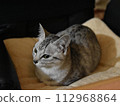 Cat Cat 112968864