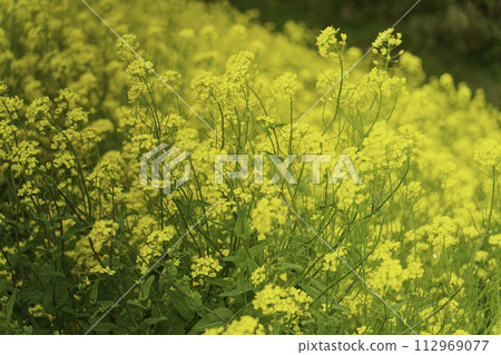黃色強姦領域庭院 黃色強姦領域庭院 112969077