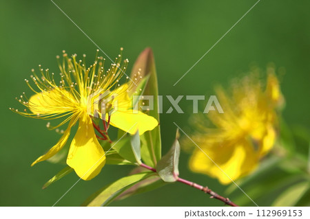 Long stamen flowers like gold thread Long stamen flowers like gold thread 112969153