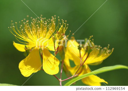 像金線一樣的長雄蕊花 112969154