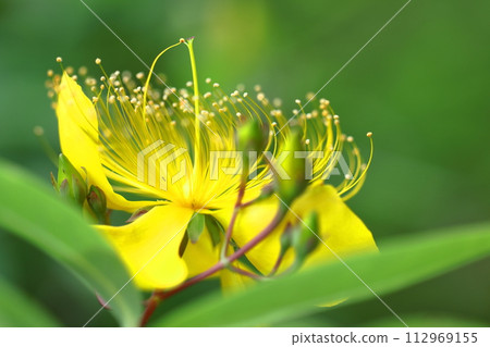 Long stamen flowers like gold thread Long stamen flowers like gold thread 112969155